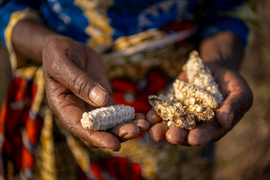 Malawian farmer holding dried maize cobs — a symbol of food insecurity and the limits of FISP